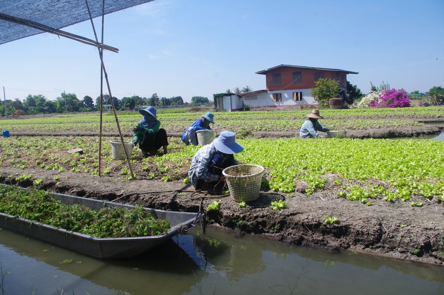 Bauern ernten Gemüse auf einem Feld in Thailand 