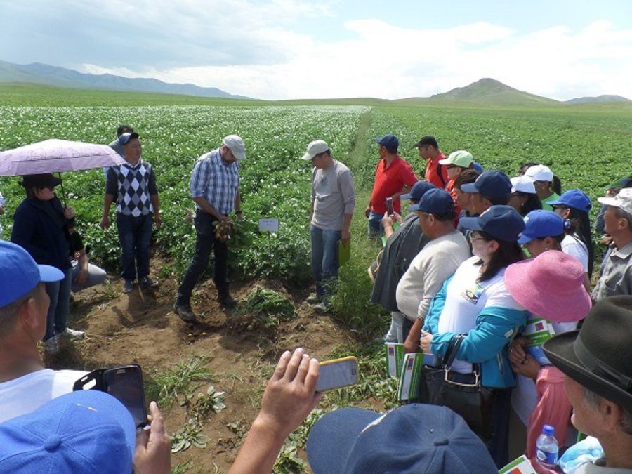 Der Feldtag zum Thema "Nachhaltiger Kartoffelanbau" in Khuschaat sum in Selenge aimag